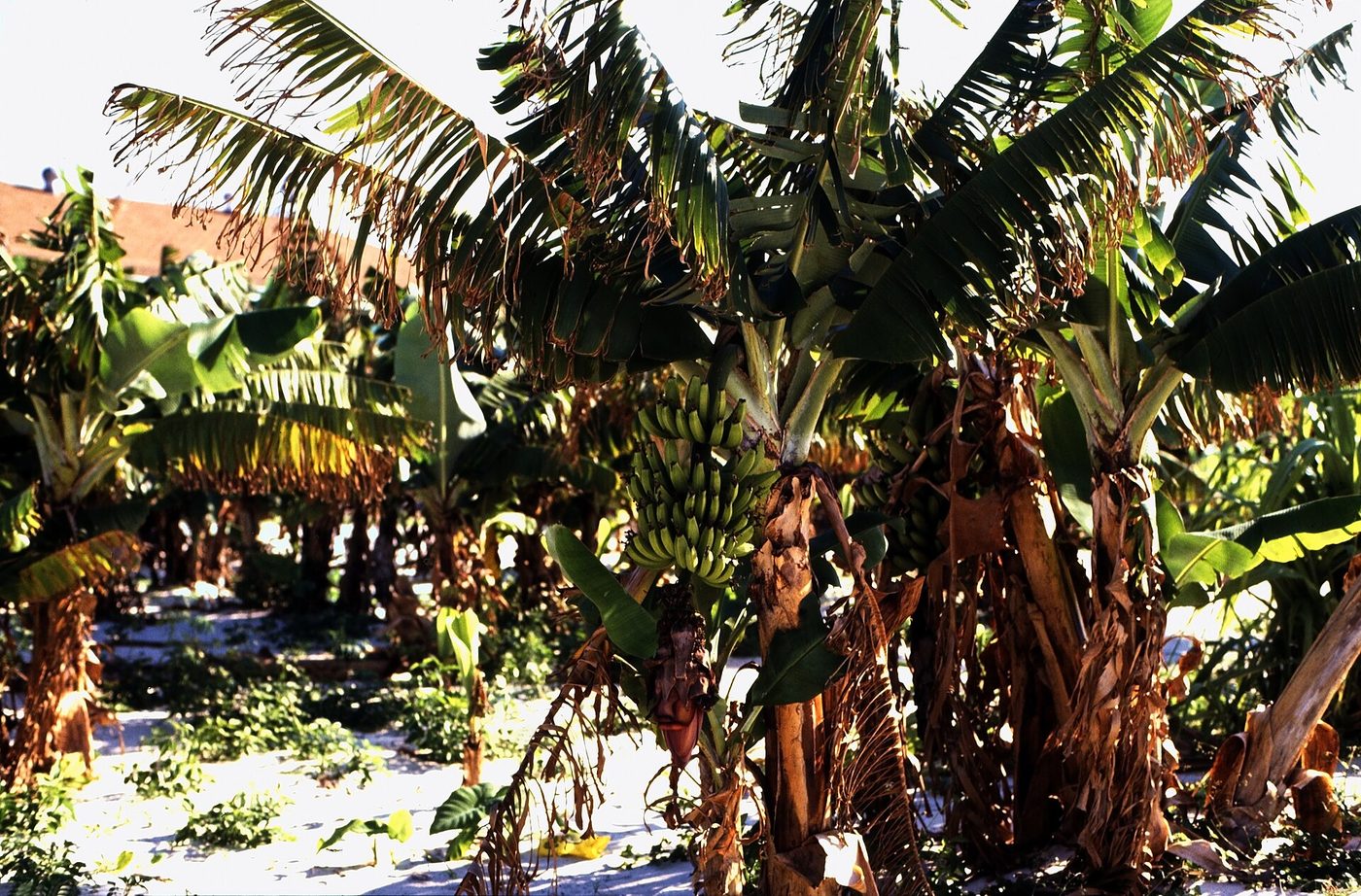 A banana plantation on Eleuthera