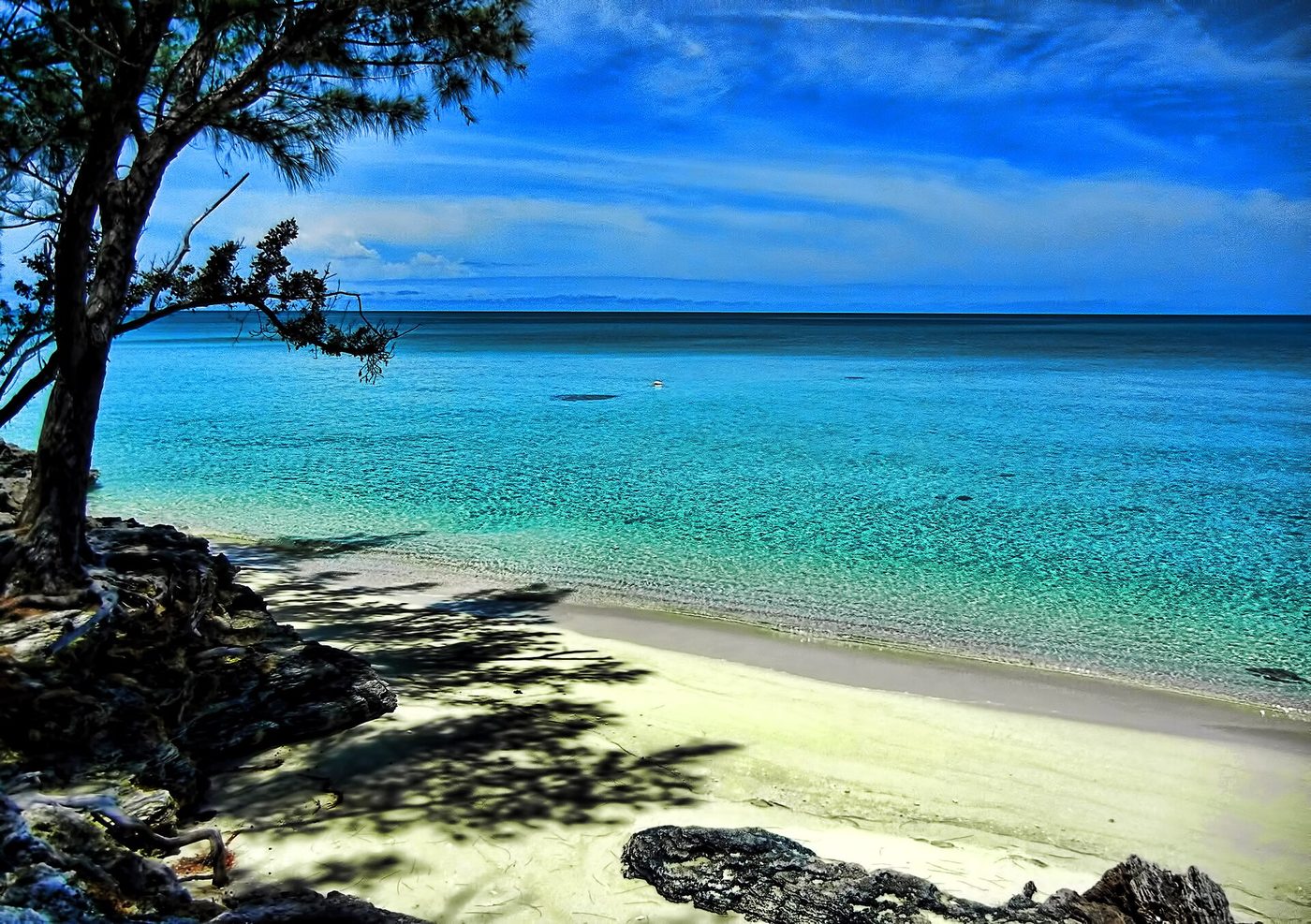 Beach at Current, Eleuthera, seen through casuarina trees